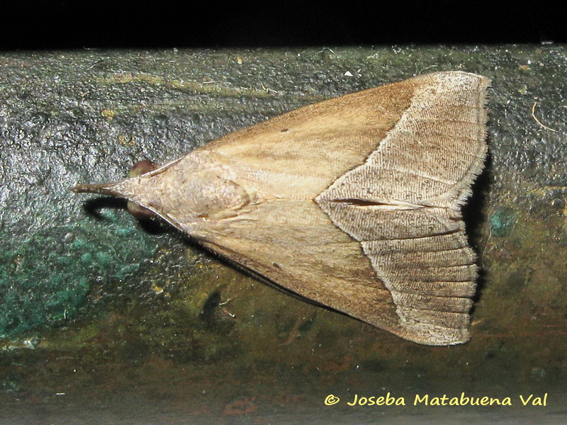 Hypena lividalis - Erebidae